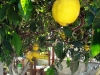 thumbs garden bb  pompei 04 Foto